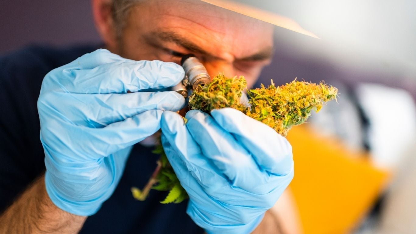 The Cost of Cannabis Contamination: Calculating Recall Risk and the ROI of Prevention The Cost of Cannabis Contamination: Calculating Recall Risk and the ROI of Prevention